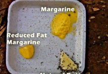 Are We Dumber Than Ants? Houston ants