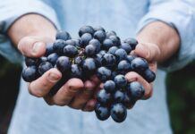 Exploring the Best Superfoods berry superfood